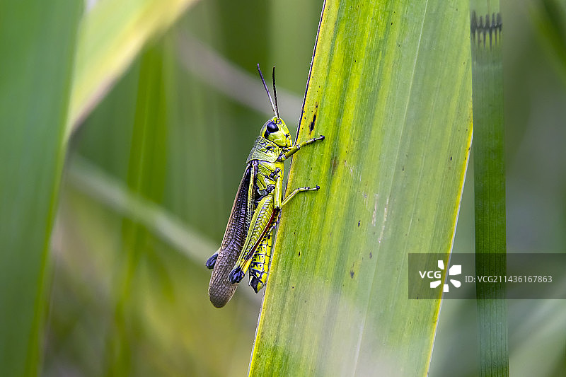 法国洛林图尔附近，女王山地，夏季森林池塘边缘芦苇叶上的大型沼泽蚱蜢图片素材