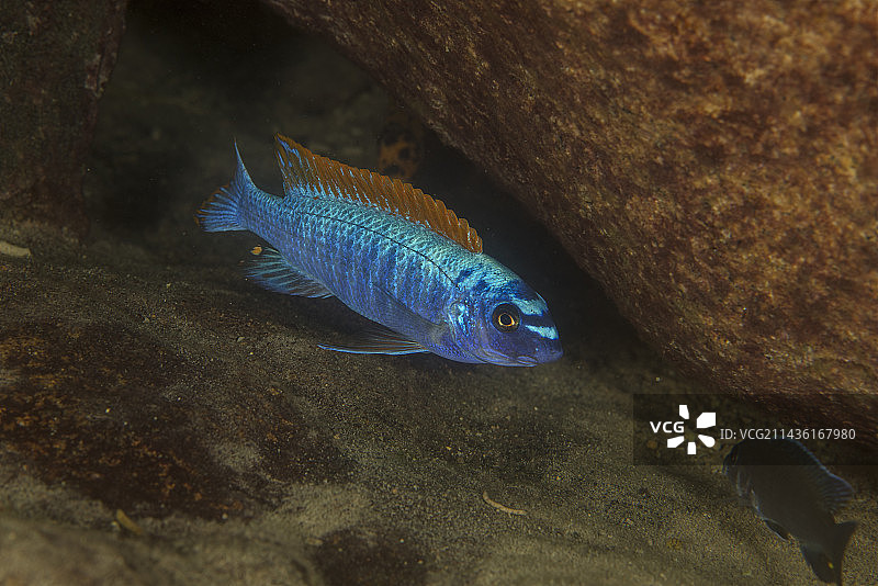 马拉维湖坦比西岛雄性慈鲷图片素材