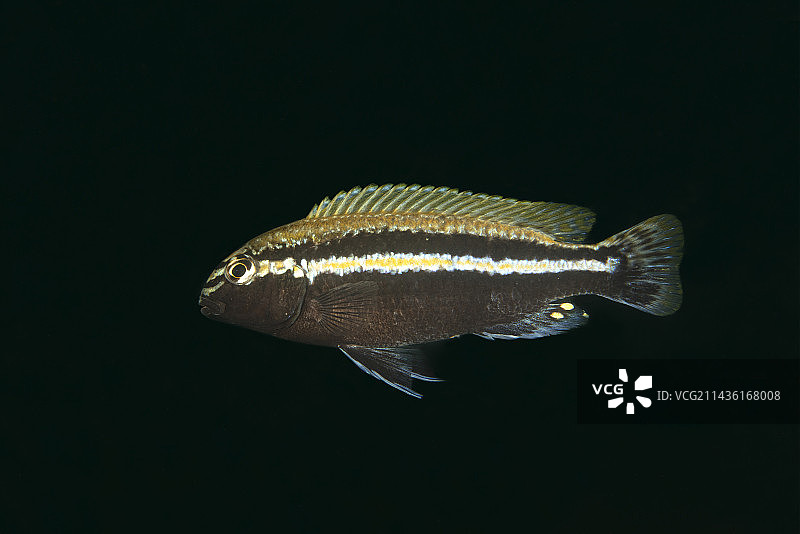 非洲马拉维湖的金色Mbuna雄鱼图片素材