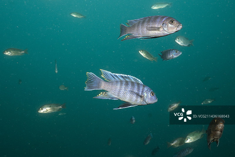 非洲马拉维湖慈鲷（斑马丽鲷，雄性）图片素材