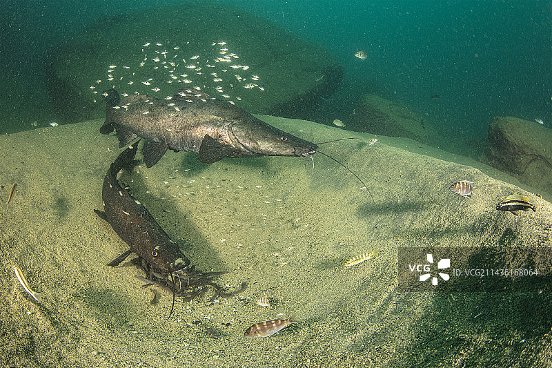 雄性和雌性坎潘戈鲶鱼在非洲马拉维湖桑迪岛西部的巢穴中守护幼鱼图片素材