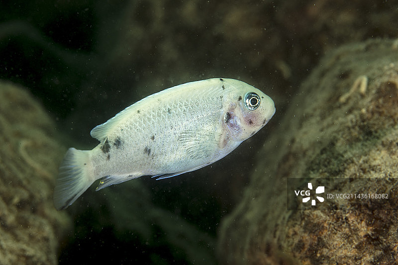 非洲马拉维湖慈鲷（Metriaclima zebra），雄性变异图片素材