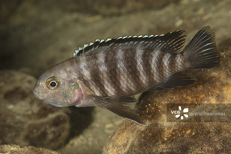 非洲慈鲷（Tropheops elongate），马拉维湖Thumbi West岛图片素材