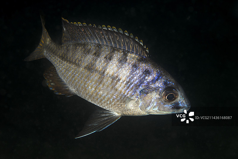 非洲慈鲷(Protomelas taeniolatus)，位于马拉维湖Thumbi West岛图片素材