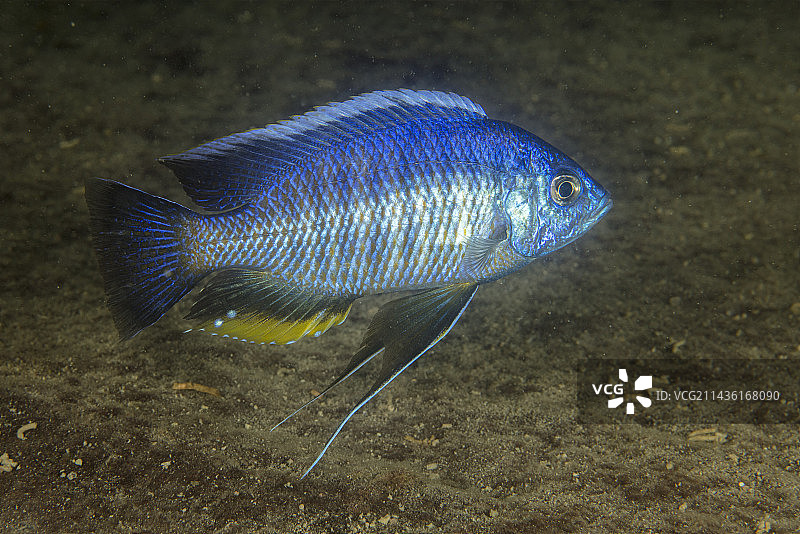 非洲慈鲷（白亮丽鲷），位于马拉维湖Thumbi West岛图片素材