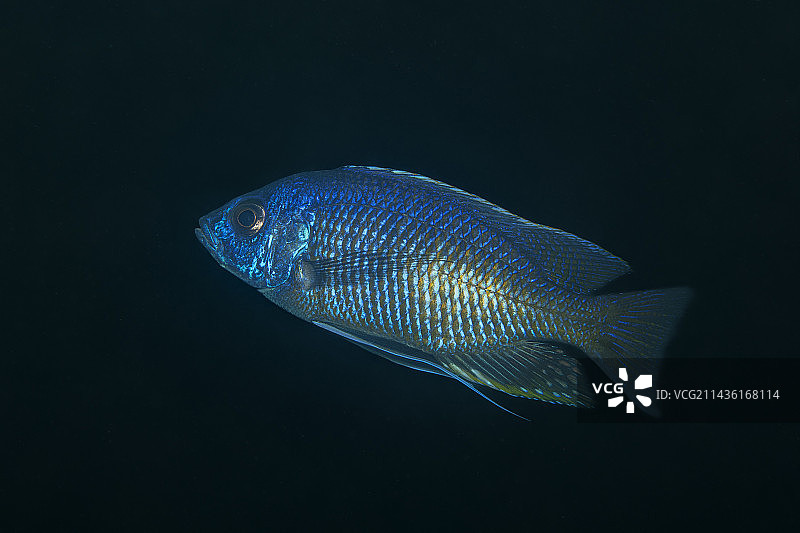 非洲慈鲷（白亮丽鲷），位于马拉维湖Thumbi West岛图片素材