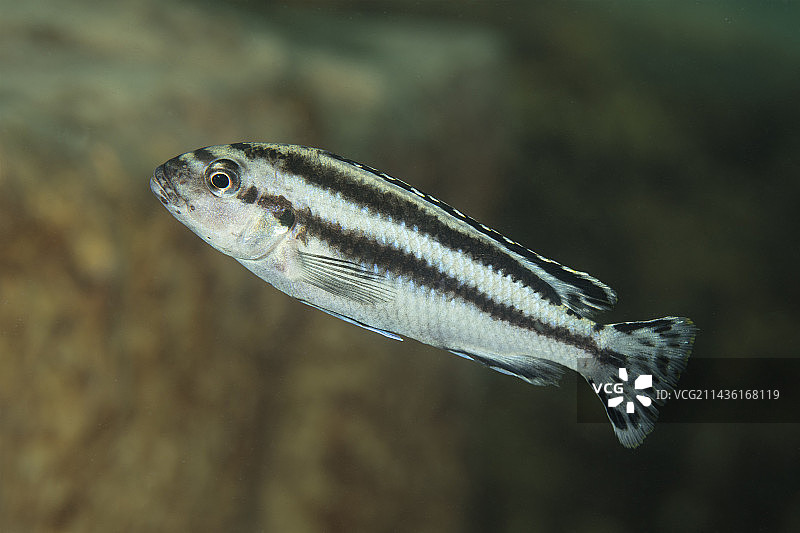 非洲慈鲷雌性（梅拉诺鱼属），马拉维湖，非洲马拉维图片素材