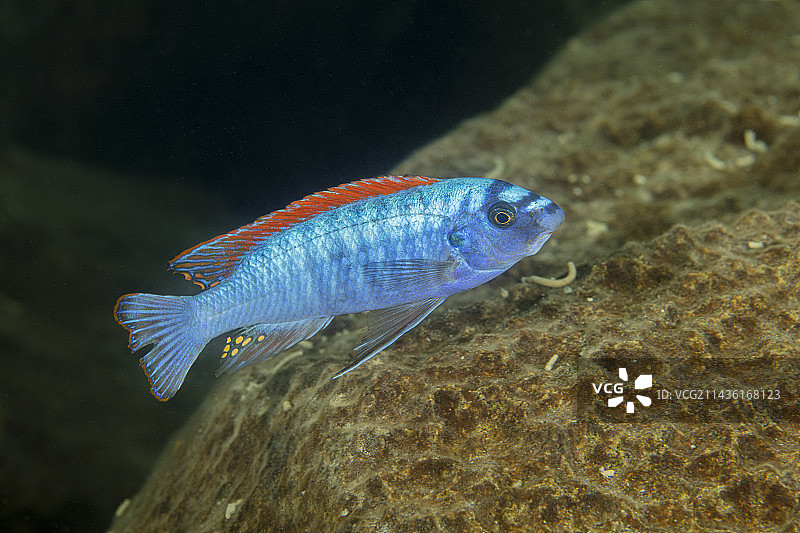 非洲慈鲷（Labeotropheus trewavasae），位于马拉维湖Thumbi West岛图片素材
