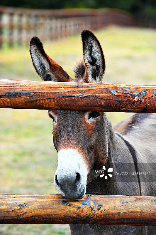 在田野里的驴，法国图片素材