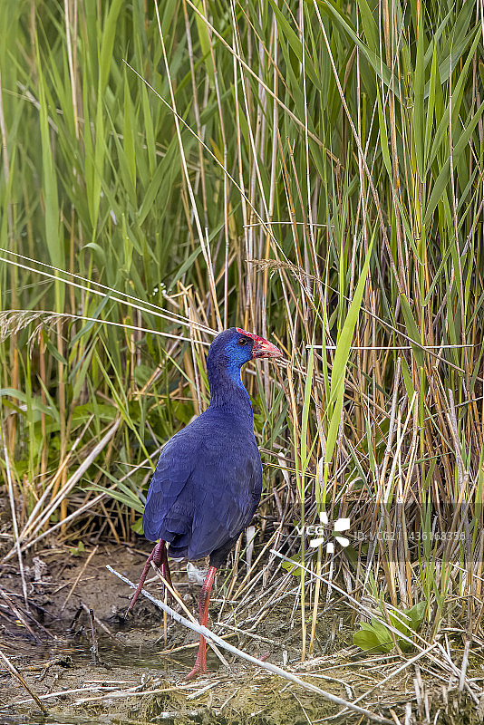 法国卡马格湿地中的紫水鸡图片素材