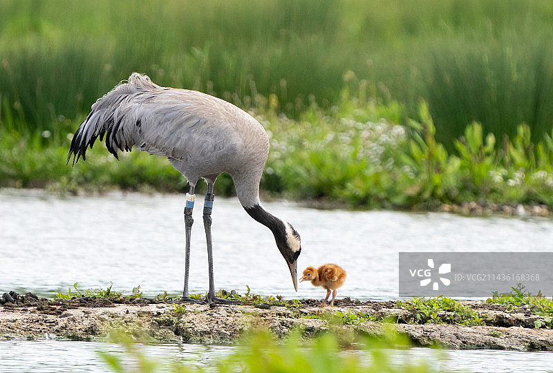 寻找食物的灰鹤（Grus grus）与幼鸟，英国图片素材
