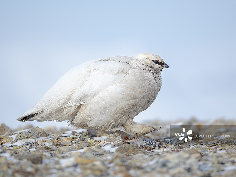 斯瓦尔巴岩雷鸟冬季到夏季换羽图片素材