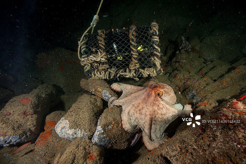 法国布列塔尼，接近贝类陷阱准备捕食的普通章鱼图片素材