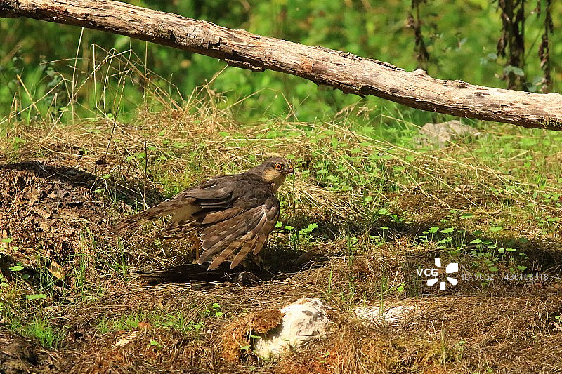雀鹰（Accipiter nisus）雄性在浴缸中捕获槲鸫（Turdus viscivorus），法国图片素材