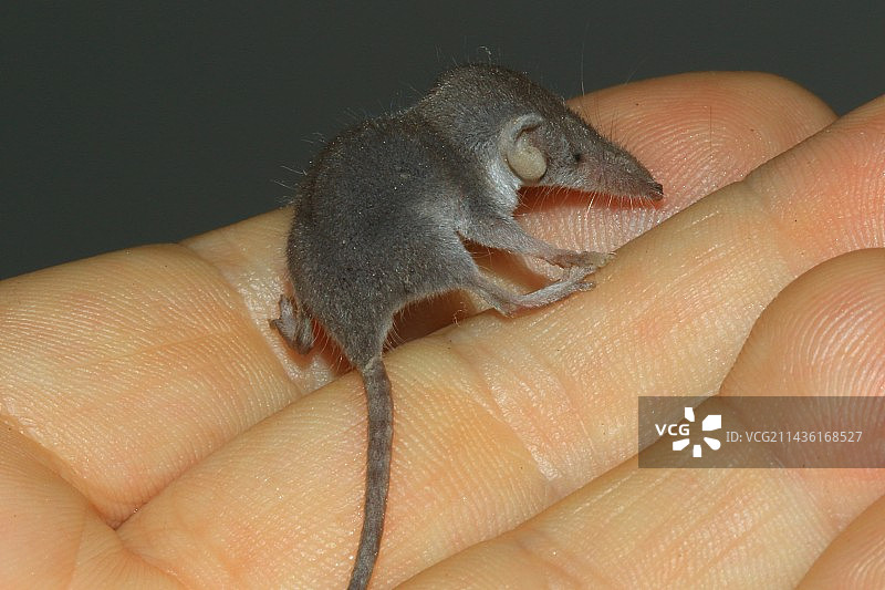 手持的伊特鲁里亚小麝鼩，法国德龙省图片素材