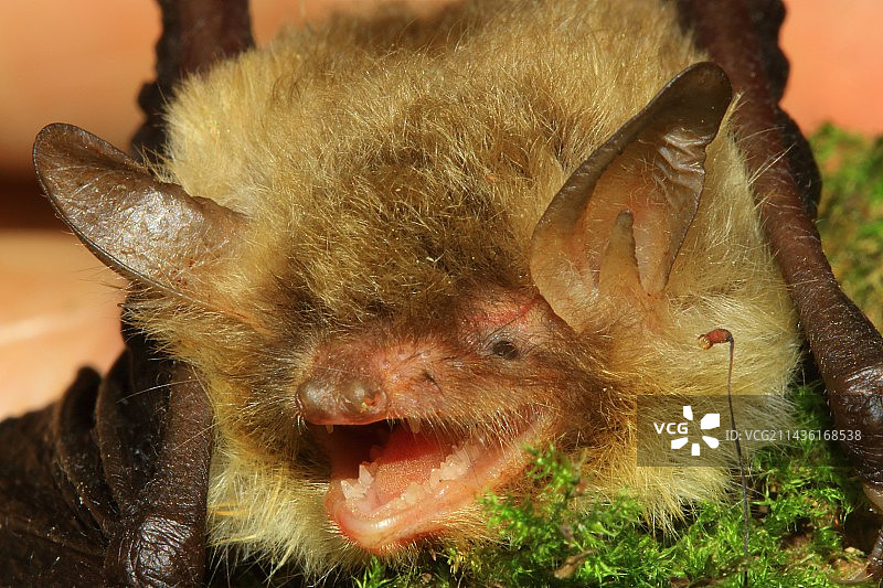 纳特氏蝙蝠，法国伊泽尔省图片素材