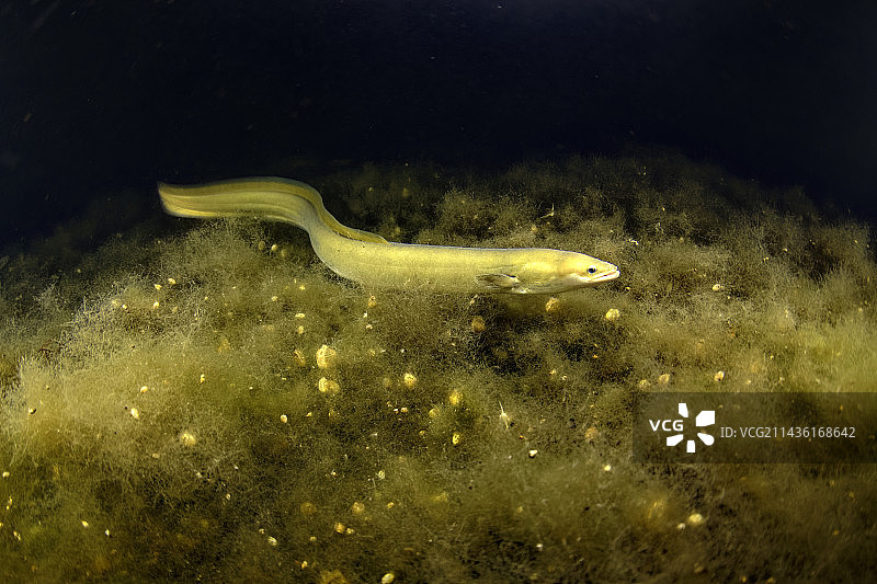 欧洲鳗鲡午夜穿梭于海藻中 - 法国滨海夏朗德省图片素材