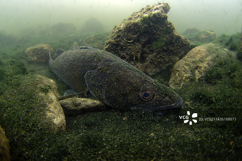 梭鲈在谢尔河底部休息 - 法国圣艾尼昂叙谢尔图片素材