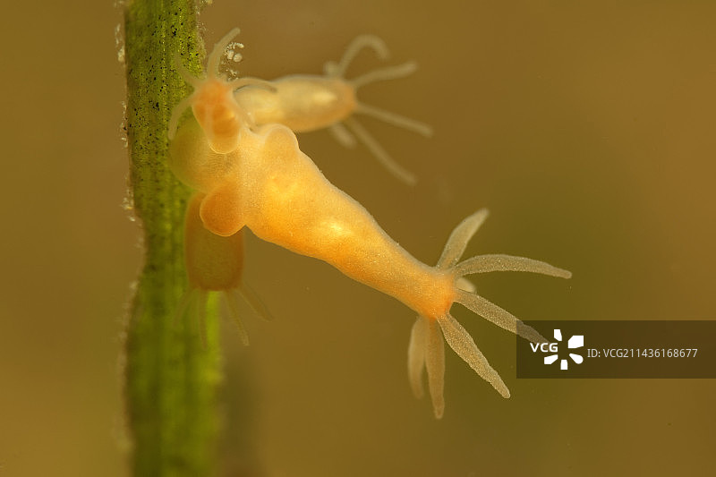 水螅，池塘中等待进食图片素材