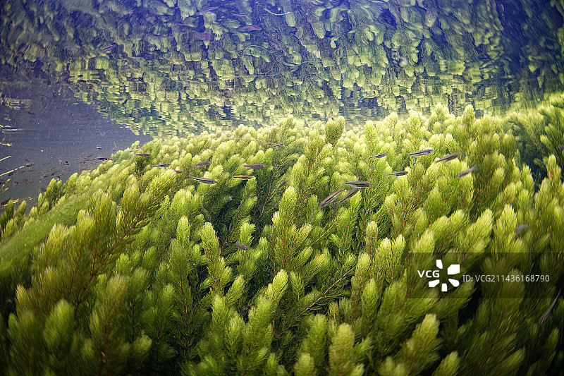 谢尔河水生植物，法国库菲市图片素材