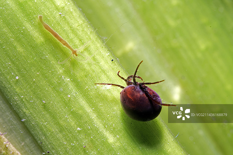 水螨（Hydrachnidia sp）在九头蛇附近移动，寻找捕食机会 - 法国卢瓦-谢尔省库菲市图片素材