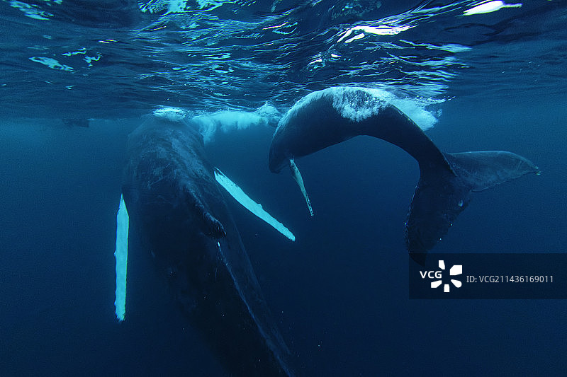 北大西洋挪威峡湾中的座头鲸（Megaptera novaeangliae）和潜水员图片素材