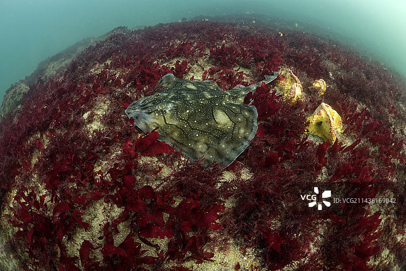 大西洋奥莱龙岛海藻背景上的波纹鳐图片素材