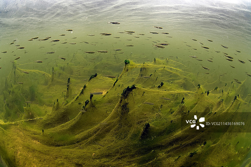 水下景观：谢尔河中的藻类和鱼类，法国库菲图片素材