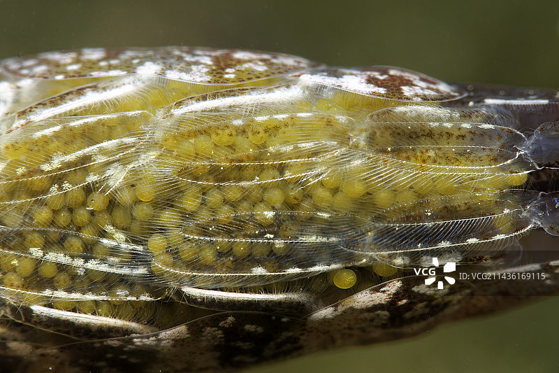锯齿棕对虾卵 - 奥莱龙岛 - 大西洋 - 法国图片素材