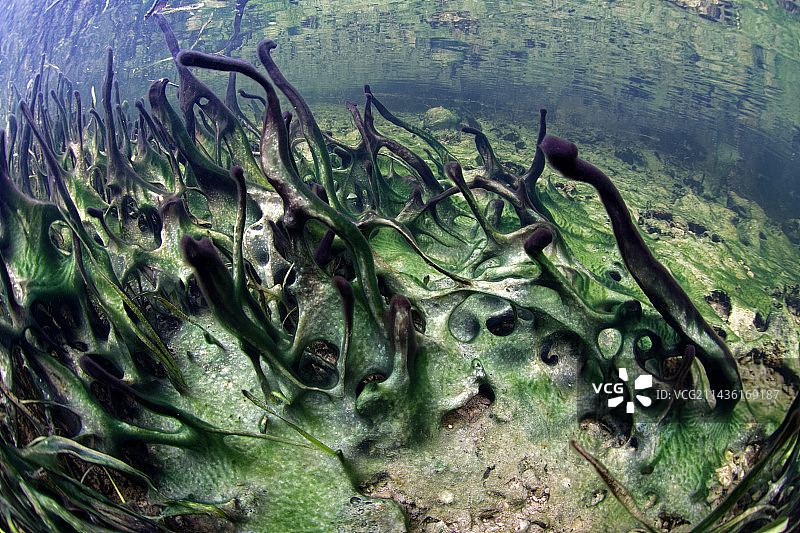 谢尔河秋季水生植物的分解图片素材