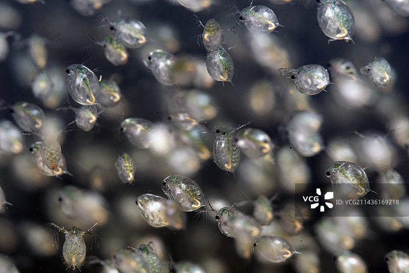 法国库菲池塘中的水蚤与水生植物图片素材