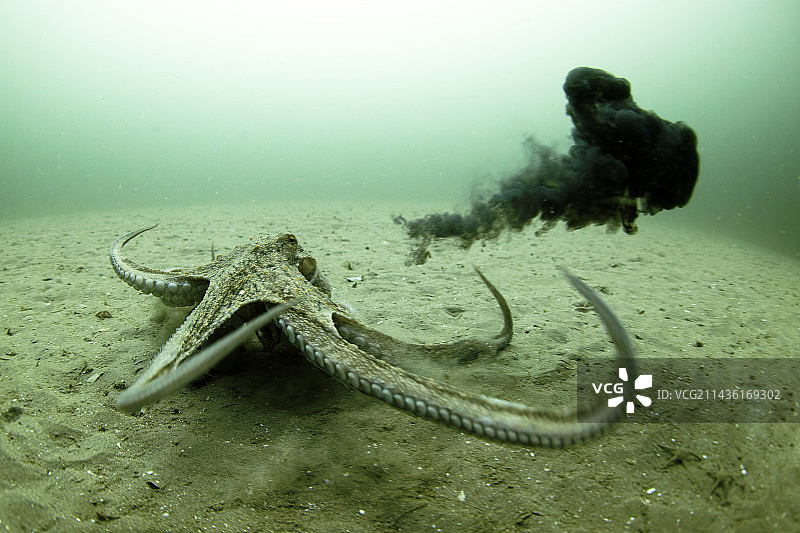 法国奥莱龙岛大西洋中试图逃离摄影师的普通章鱼图片素材