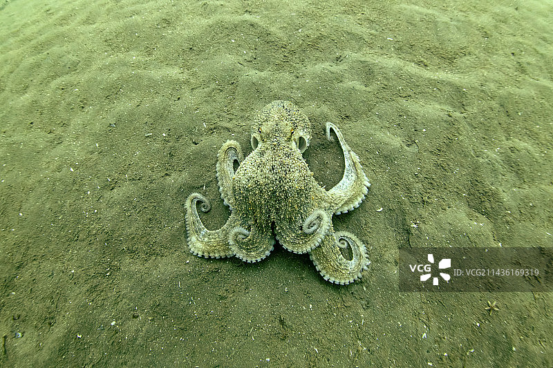 章鱼在奥莱龙岛附近的沙质海底伪装图片素材