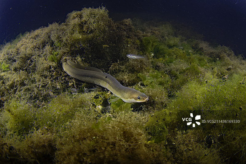 欧洲鳗鲡午夜穿梭于海藻中 - 法国滨海夏朗德省图片素材