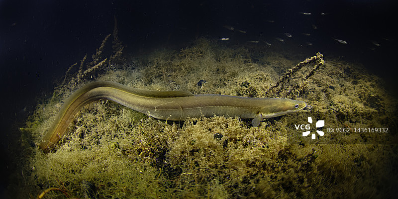 欧洲鳗鲡午夜穿梭于海藻中 - 法国滨海夏朗德省图片素材