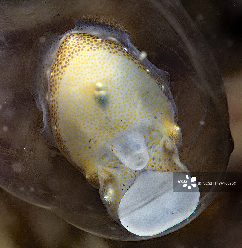 幼年乌贼（Sepia officinalis）在其卵中通过透明显示的食物储备的景象 - 奥莱龙岛 - 大西洋 - 法国图片素材