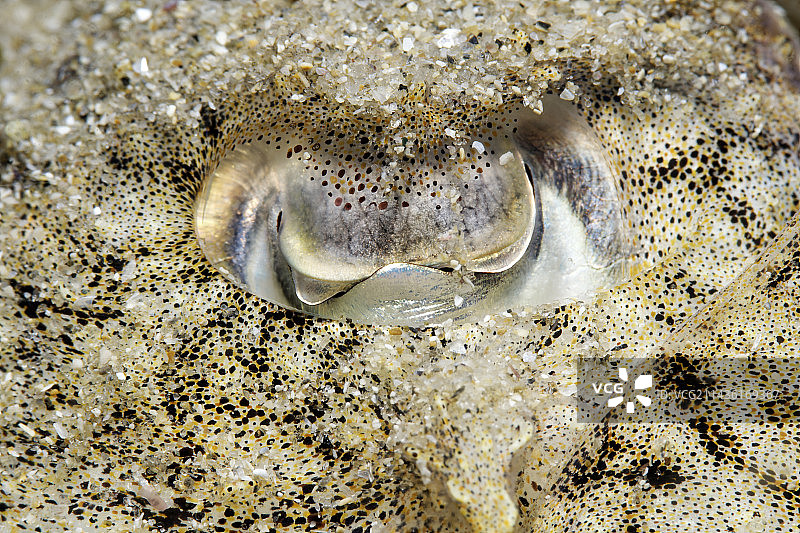 法国奥莱龙岛普通乌贼眼睛和伪装细节图片素材