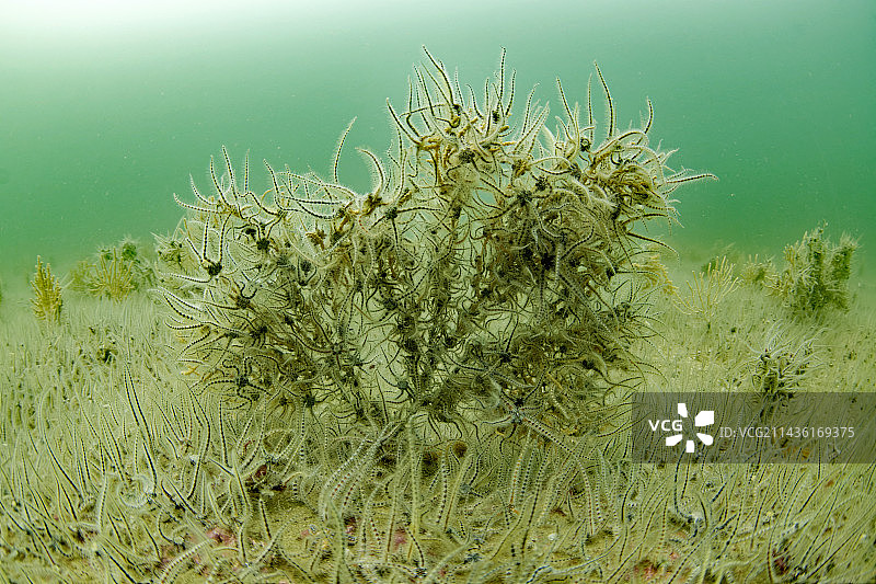 法国奥莱龙岛海扇上的蛇尾海星群，水深20米图片素材