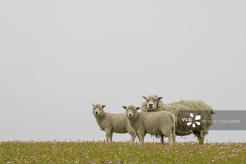 母羊和她的两只小羊羔，设得兰群岛，苏格兰图片素材