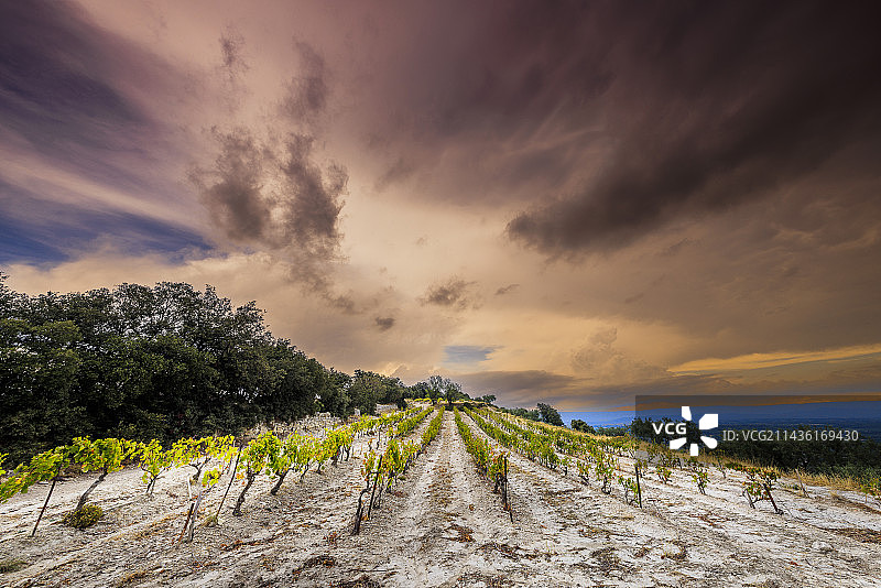 法国沃克吕兹蒙米拉伊山脉葡萄藤和暴风雨天空图片素材