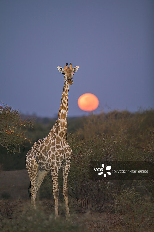 月落时分，博茨瓦纳北部图利禁猎区的长颈鹿图片素材