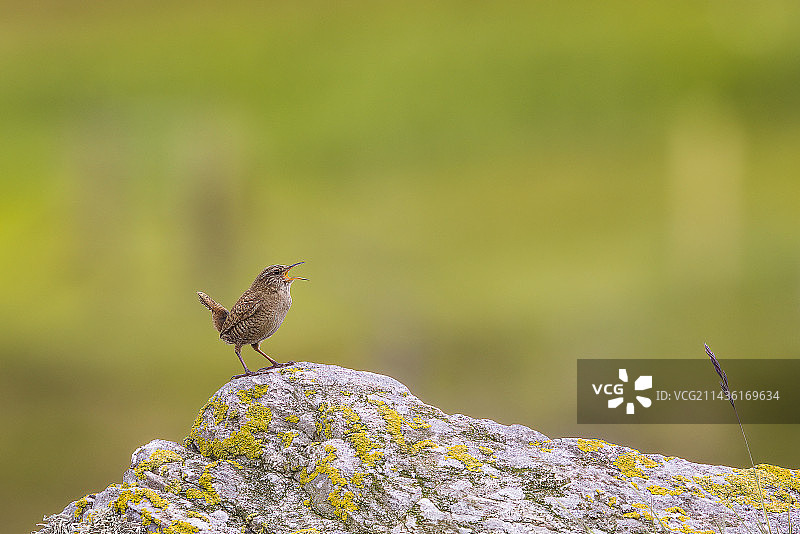 设得兰群岛鹪鹩图片素材