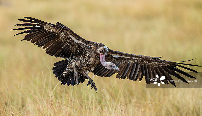 兀鹫在马赛马拉国家公园着陆图片素材