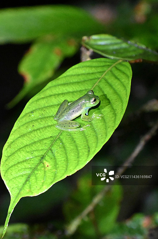 马什皮玻璃蛙图片素材