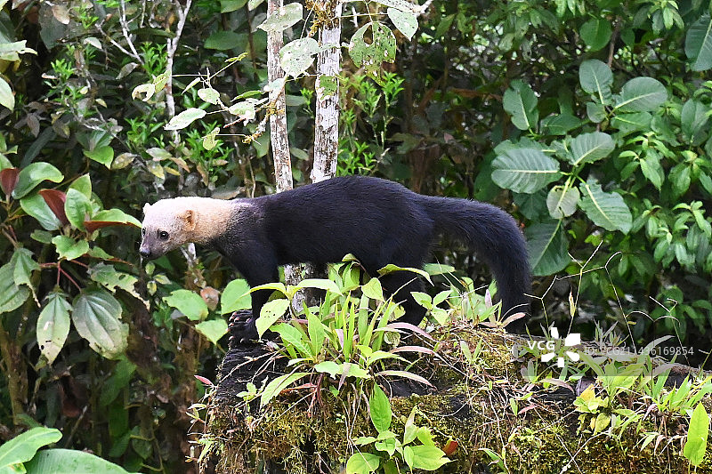 森林中的长尾鼬，马什皮小屋，乔科-达连地区，厄瓜多尔图片素材