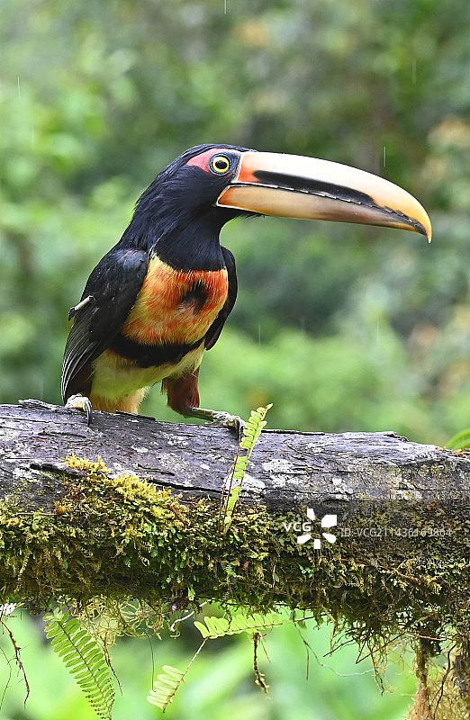 树枝上的淡颚绿鹃（红腰绿鹃），厄瓜多尔图片素材