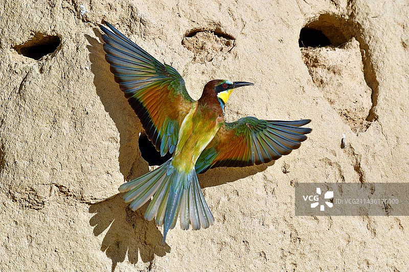 欧洲蜂虎（Merops apiaster）在巢穴，杜省，法国图片素材