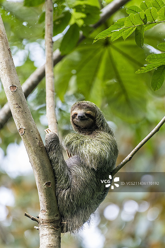 在哥斯达黎加曼努埃尔·安东尼奥国家公园树枝上的淡喉三趾树懒图片素材