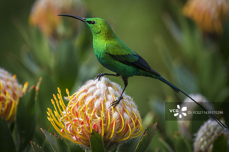 马拉achite太阳鸟（Nectarinia famosa）栖息在针垫花上。克斯滕博斯国家植物园。开普敦。西开普省。南非。图片素材