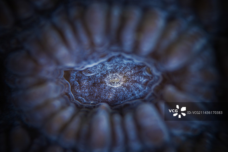 硬珊瑚珊瑚虫（Oxypora sp）的细节，马约特图片素材